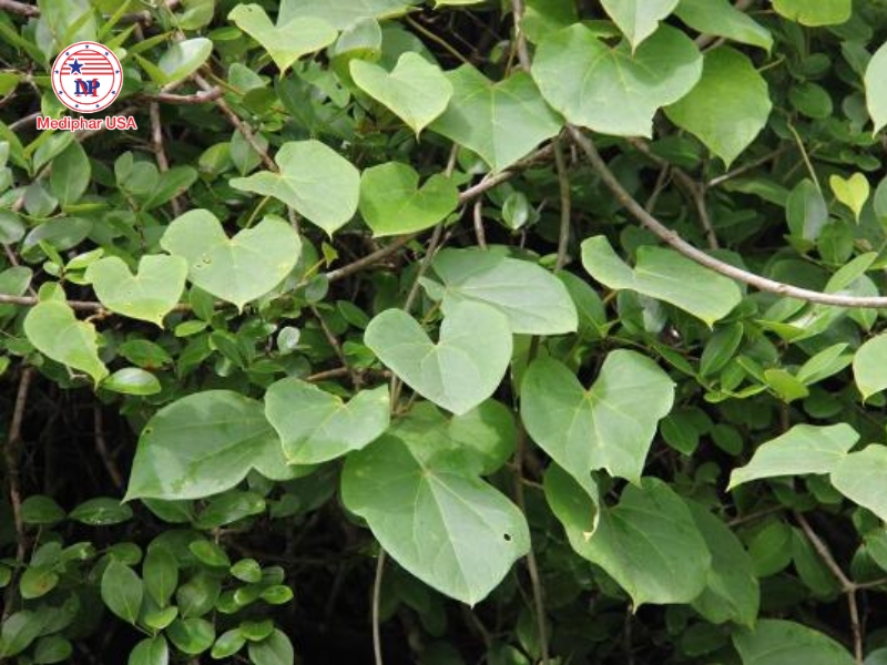 Dây đau xương – cây thuốc nam thường dùng cho người bị đau nhức xương khớp