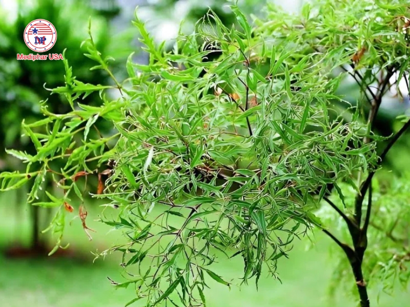 Cây đinh lăng – thảo dược hỗ trợ tăng cường sức khỏe xương khớp