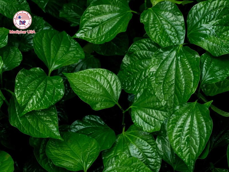 Cây lá lốt – cây thuốc nam chữa bệnh đau nhức xương khớp thường dùng trong dân gian