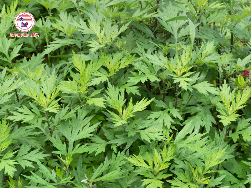 Ngải cứu – cây thuốc nam hỗ trợ giảm đau và viêm khớp