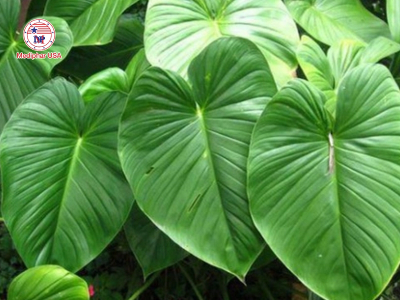 Thiên niên kiện – dược liệu hỗ trợ giảm đau nhức xương khớp do phong thấp