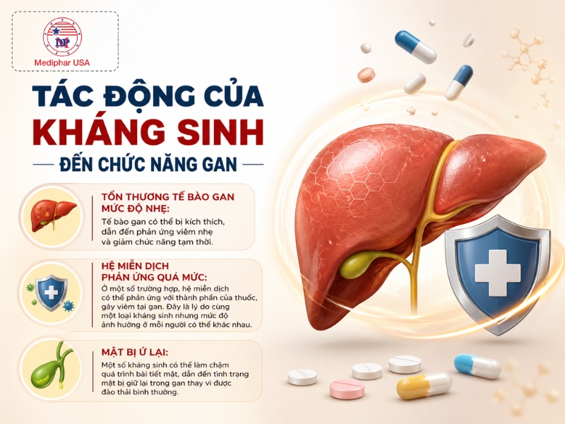 Những ảnh hưởng của kháng sinh đến chức năng gan