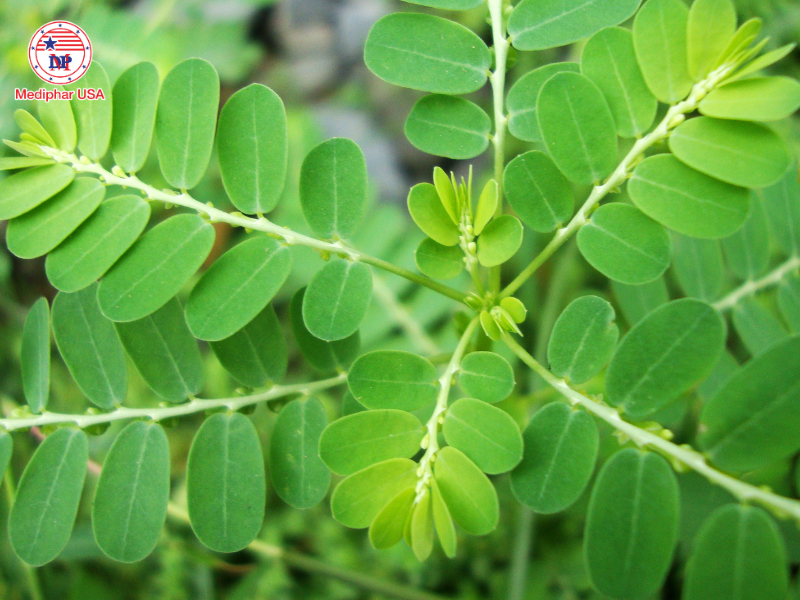 Uống lá gì để mát gan bổ thận​?