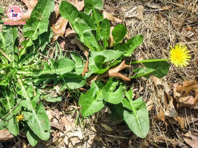 Uống lá gì để mát gan bổ thận​?