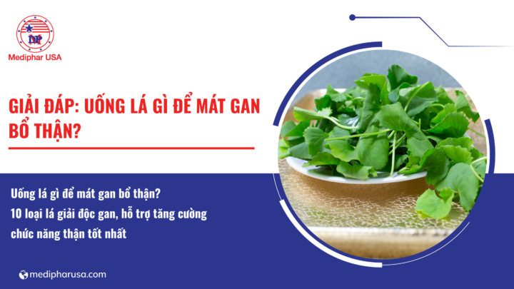 Uống lá gì để mát gan bổ thận​?