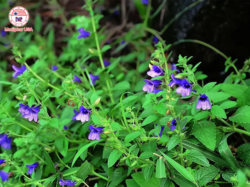 Uống lá gì để mát gan bổ thận​?