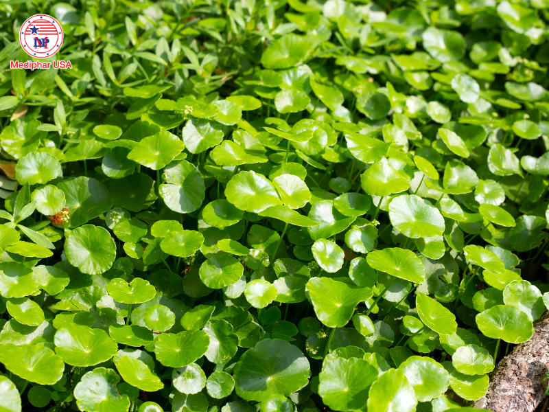 Uống lá gì để mát gan bổ thận​?