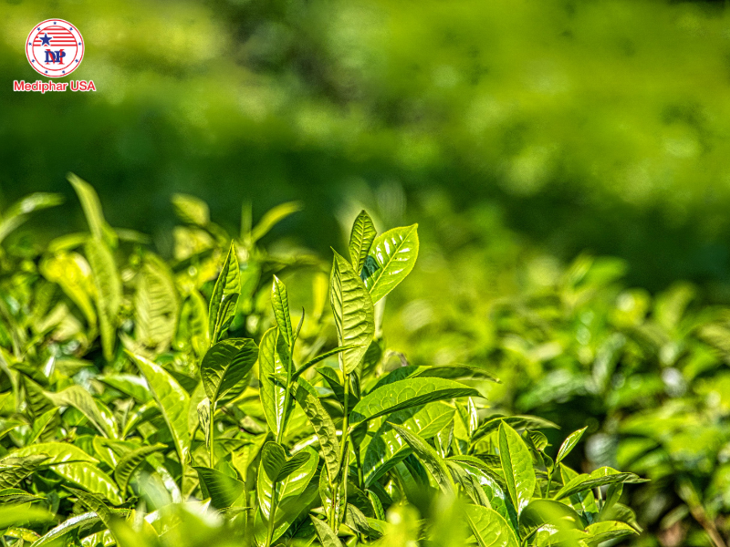 Uống lá gì để mát gan bổ thận​?