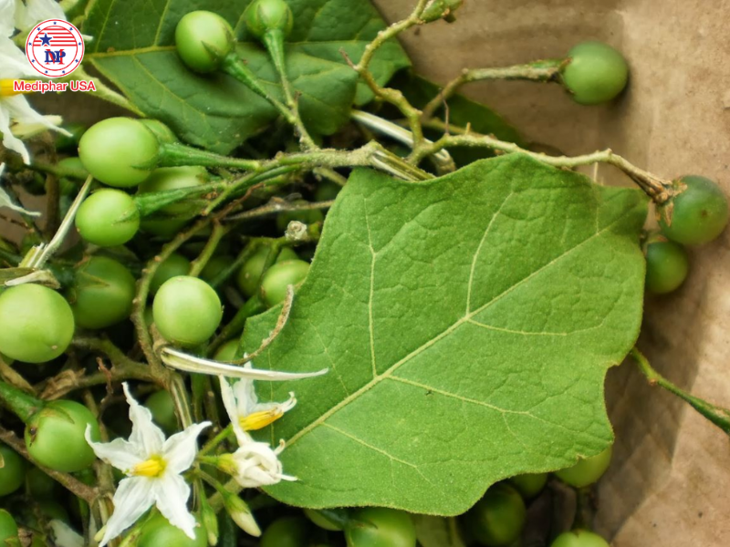 Uống lá gì để mát gan bổ thận​?