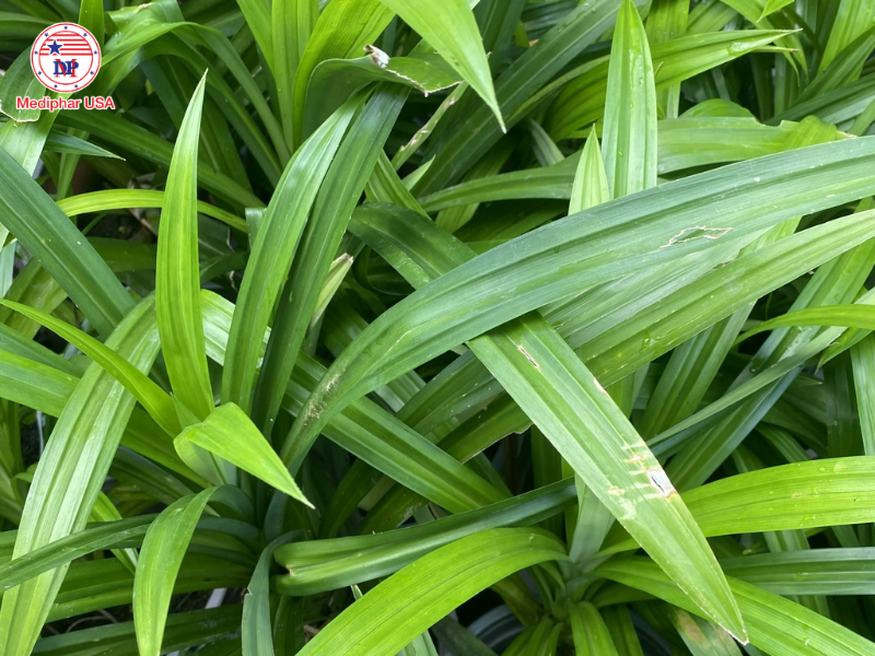 Uống lá gì để mát gan bổ thận​?