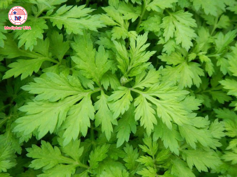 Uống lá gì để mát gan bổ thận​?